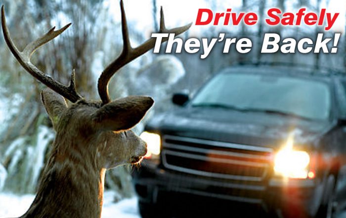 Drive Safely-Deer on Roads